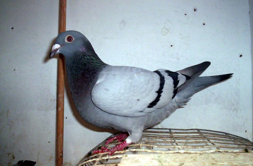 Weibchen 1533/09/103