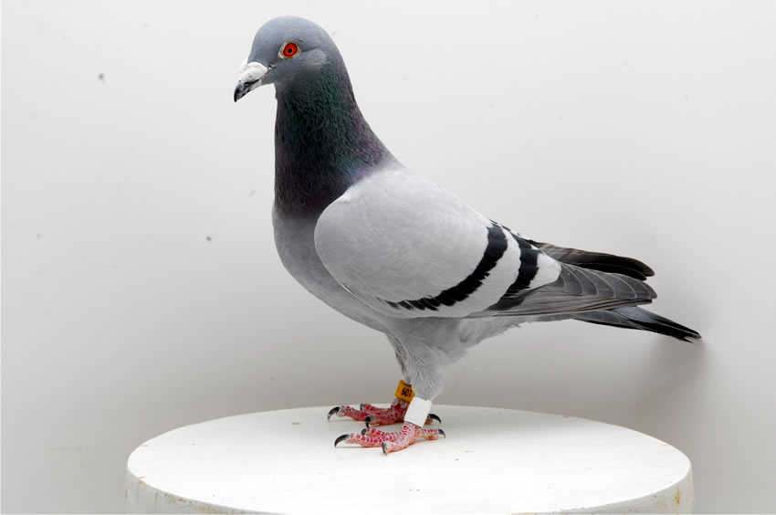 Superreise und Ausstellungsvogel 1533/09/109. Foto K. Kühntopp