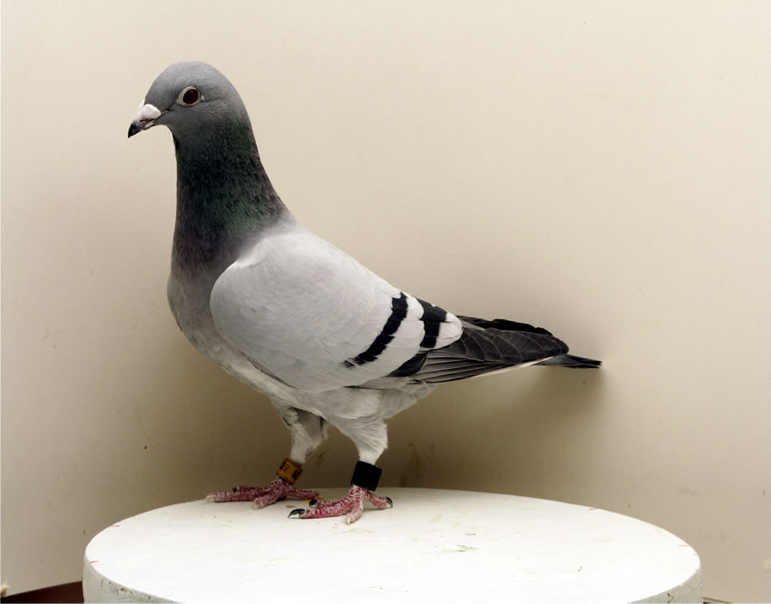 super Täubin 1533/09/139. Foto K. Kühntopp