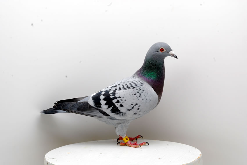 Reise-und Zuchtweibchen 1533/09/104. Foto K. Kühntopp