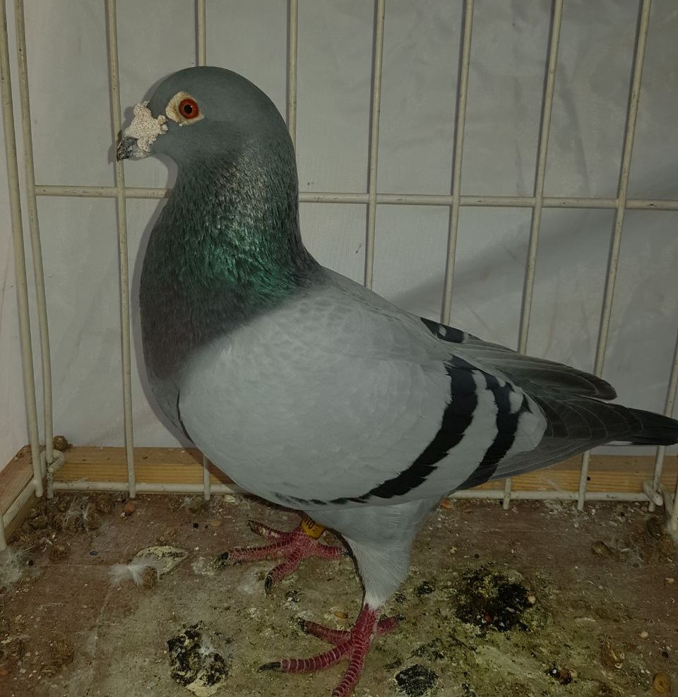 Superreise und Ausstellungsvogel 1533/09/109