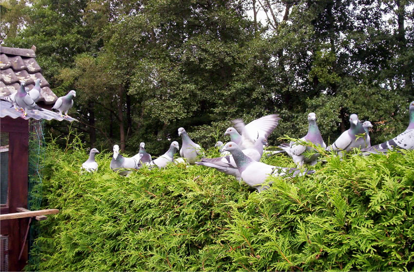 Tauben beim Freiflug
