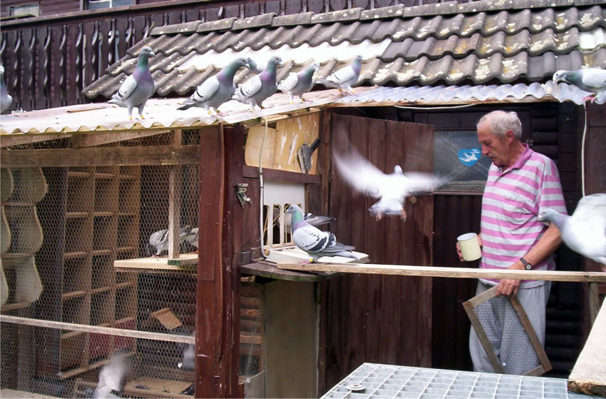 Opa mit Jungtauben