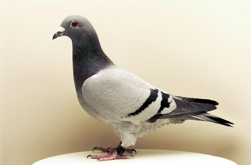 Standardtäubin 21. Foto K. Kühntopp