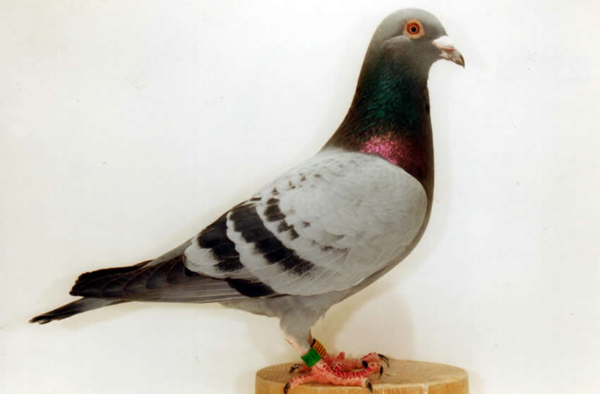 hervorragender Zucht- und Reisevogel 1533/98/314. Foto W. Hertel